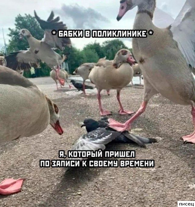 Смехотерапия Писца. Прикольная серия!