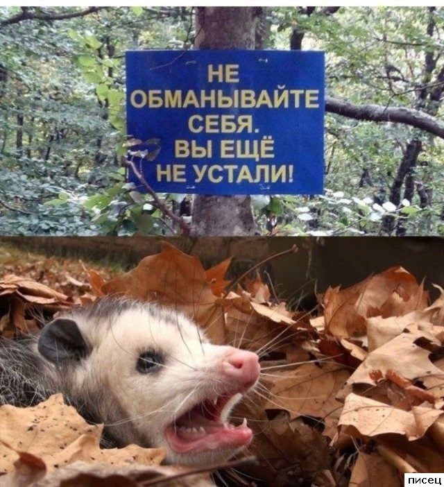 Народные хиты. Лайк!