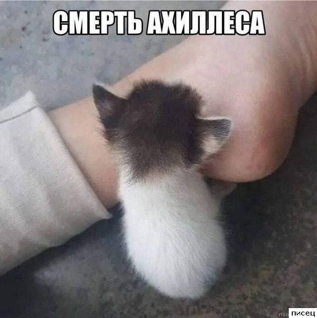 Смехотерапия Писца. Уморительная серия!