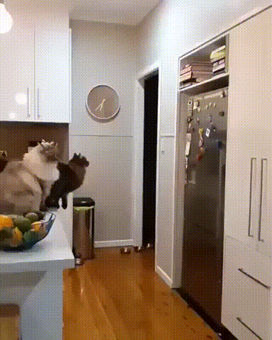 Анимация для отличного настроения. Я балдею!