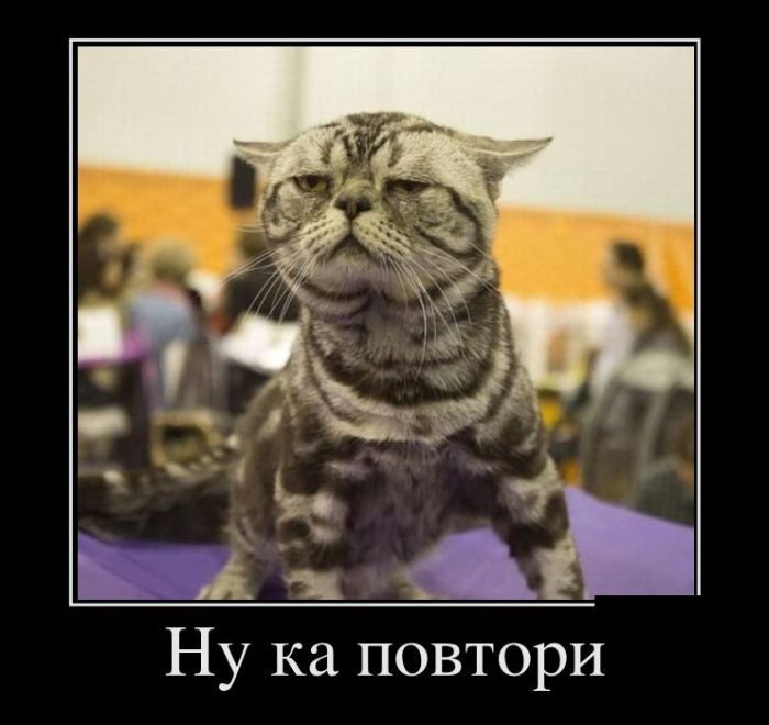 Прикольные Демотиваторы. Настоящий Кайф!