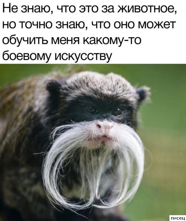 Все приколы Сентября. Великолепно!