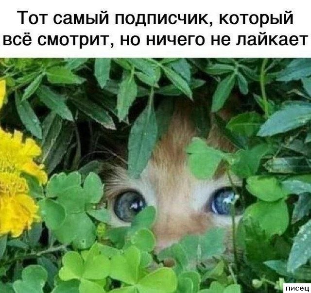 Все приколы Сентября. Финальная серия