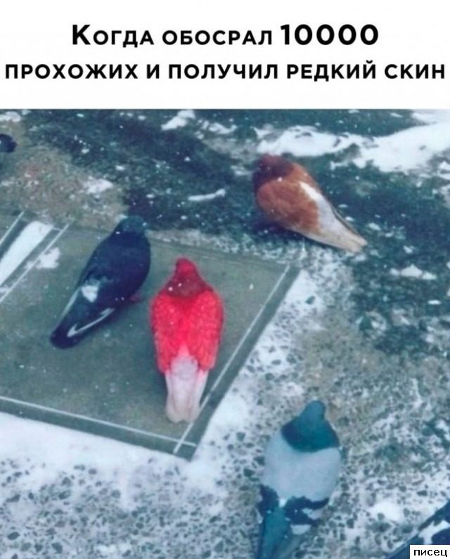 Шедевральные приколы в стиле «Когда...»