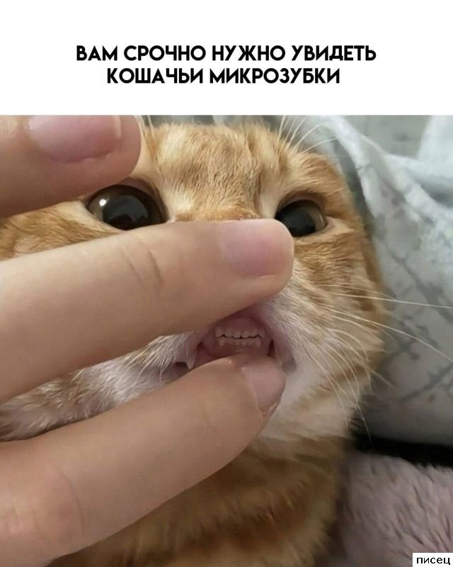 Все приколы интернета. Ржунимагу!