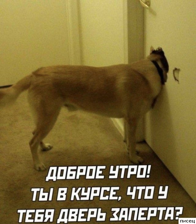 Смехотерапия Писца. Лекарство от всех болезней!