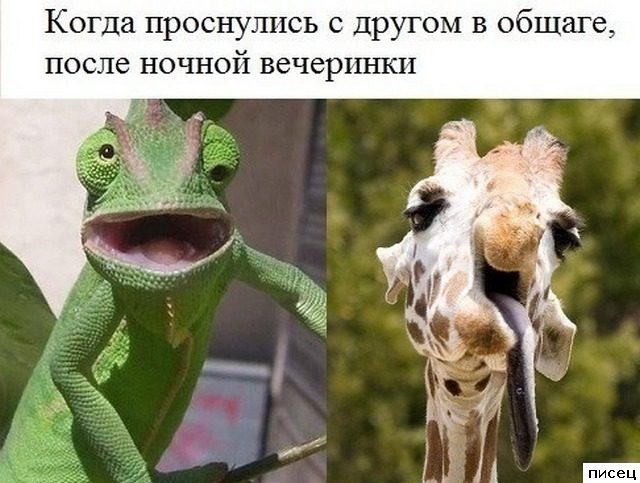 Кайфовые приколы в стиле «Когда...»