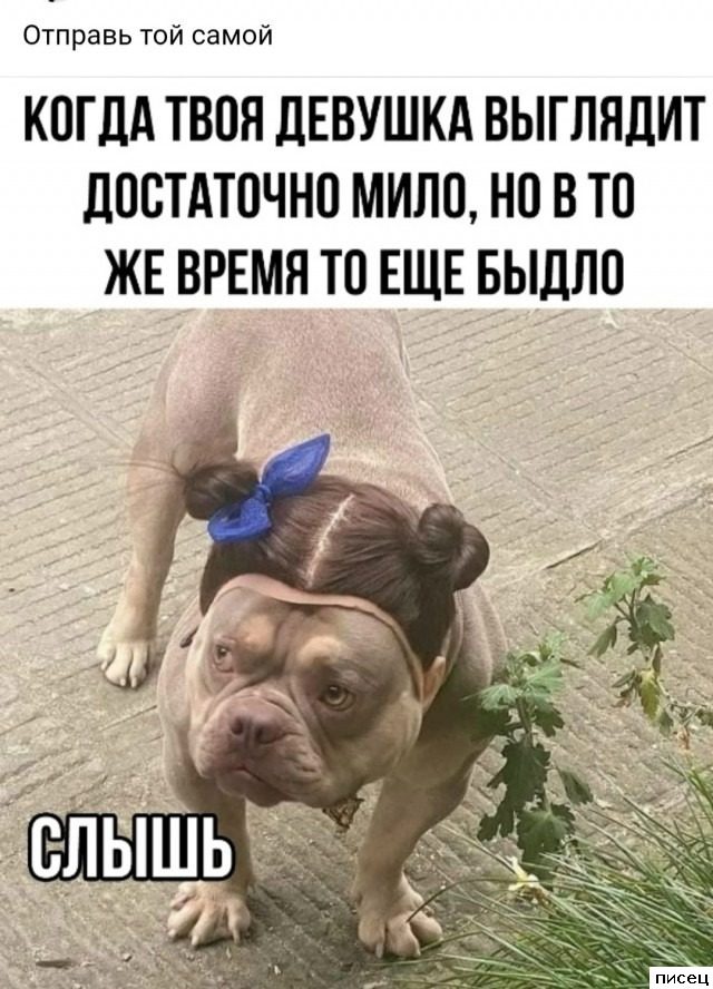 Приколы в стиле «Когда...». Шикардос!
