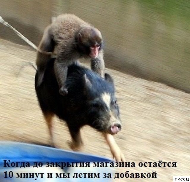 Приколы в стиле «Когда...». Шикардос!