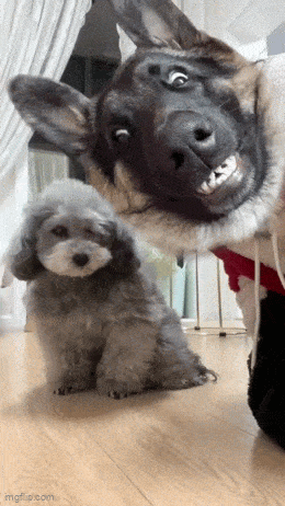 Отличные анимированные приколы