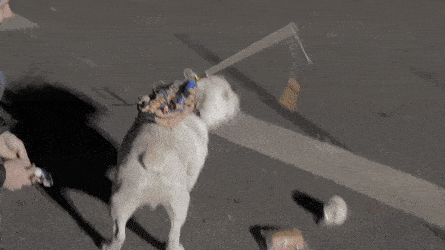 Великолепные анимированные приколы