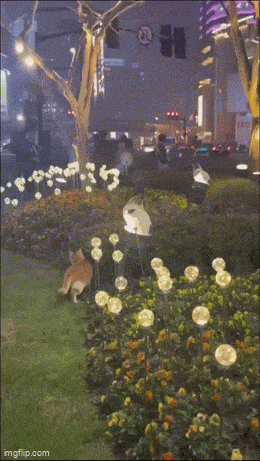 Великолепные анимированные приколы