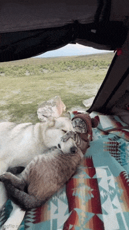 Великолепные анимированные приколы