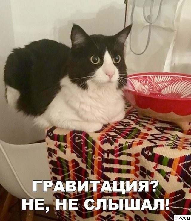 Смехотерапия Писца. Лучшее лекарство от всех болячек!