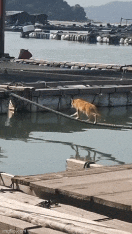 Великолепные анимированные приколы. Голосуйте!