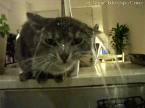 Шикарные анимированные приколы