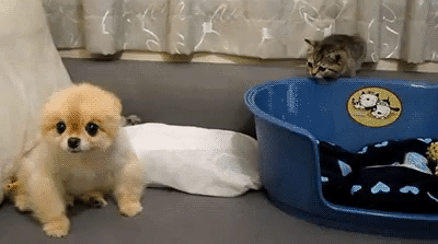 Шикарные анимированные приколы