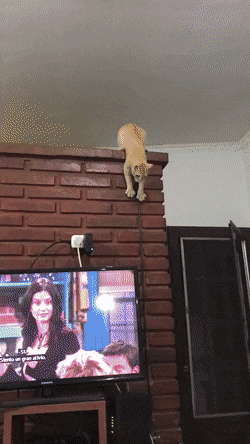 Скотина года. Ржунимагу!