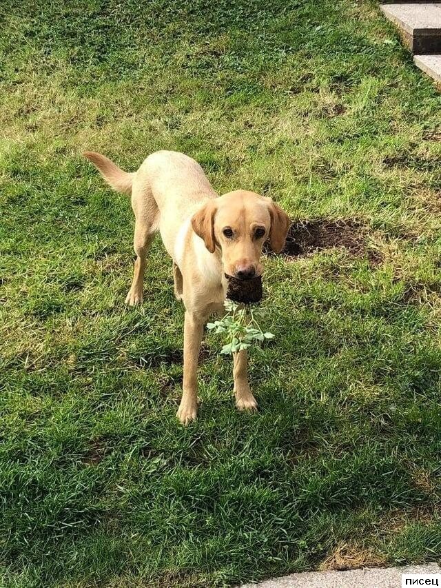 Скотина года. Ржунимагу!