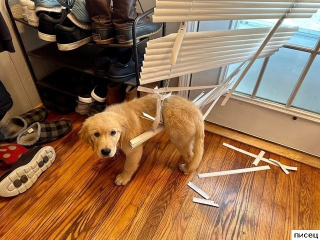 Скотина года. Ржунимагу!