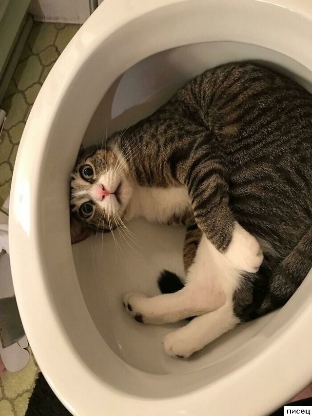 Скотина года. Ржунимагу!