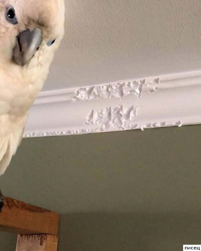 Скотина года. Ржунимагу!