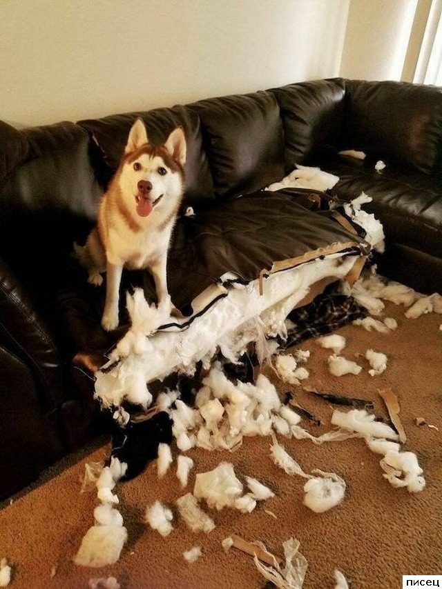 Скотина года. Ржунимагу!