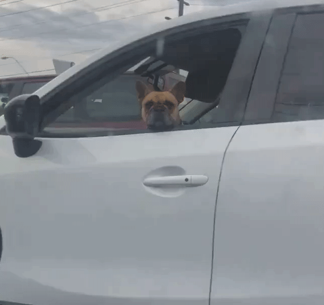 Великолепные анимированные приколы. Я балдею!