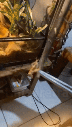 Анимированные приколы дня. Великолепно!