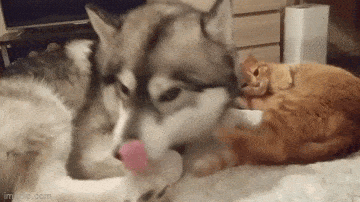 Анимированные приколы дня. Великолепно!