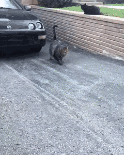 Смешная анимация