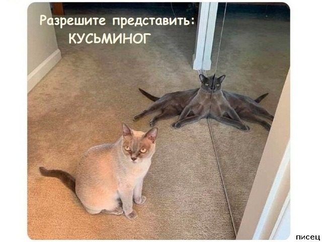 Приколы интернета. Шикардос!