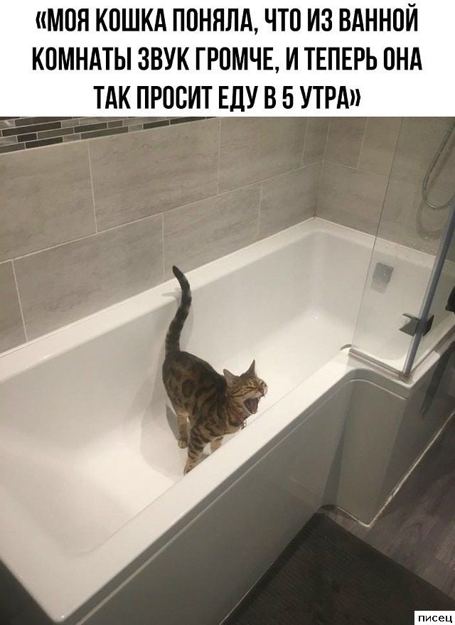 Приколы интернета. Шикардос!