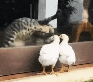 Смешная анимация для поднятия настроения