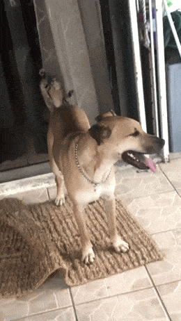 Весёлая анимация для поднятия настроения