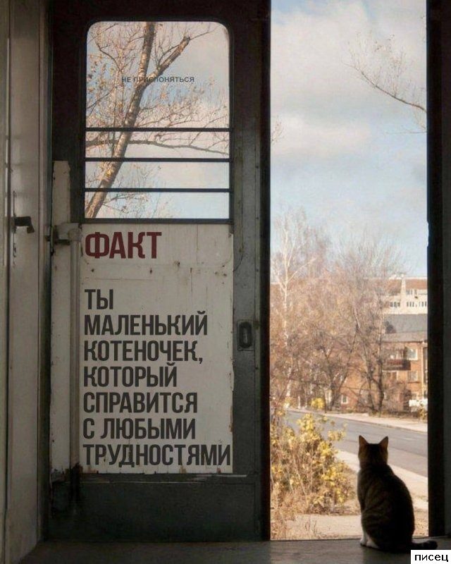 Приколы интернета. Шикардятина!