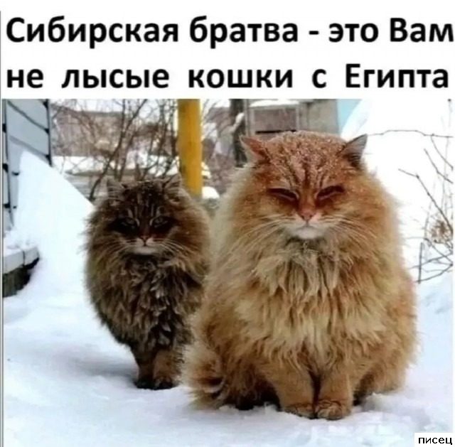 Приколы интернета. Шикардятина!