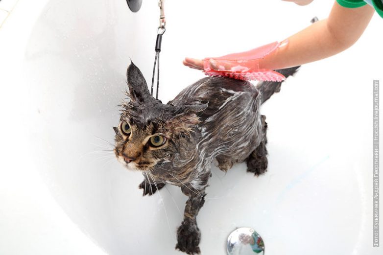 Как помыть кота и выжить