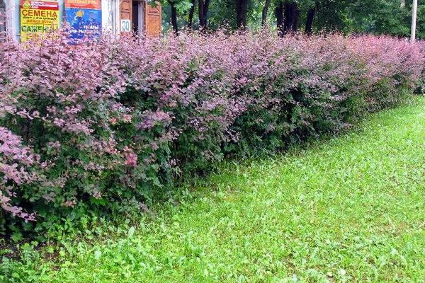 Из каких растений делают живую изгородь фото с названиями и описанием