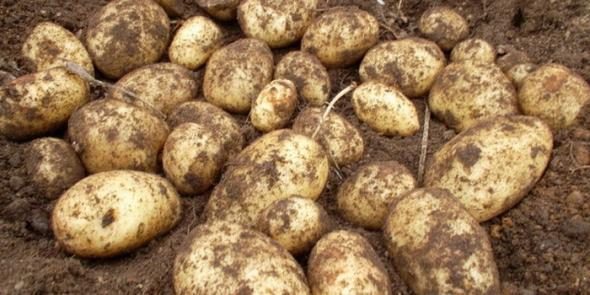 Что следует знать о картошке каждому