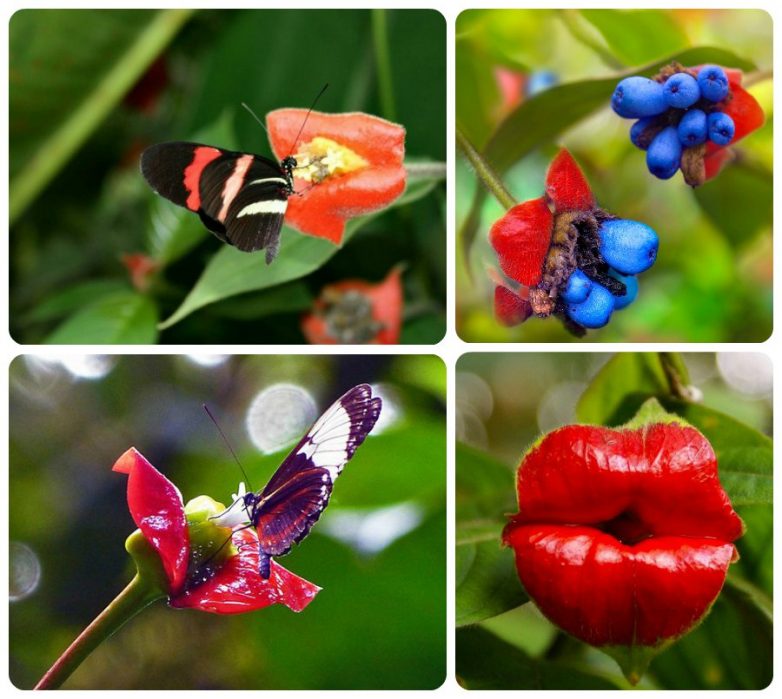 Потрясающе красивые тропические растения для вашего сада