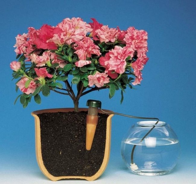 Капельный полив для ваших цветов: чтобы растения поливали сами себя