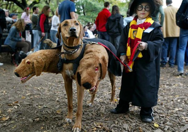 20 ужасающе милых костюмов на Хэллоуин для Собак