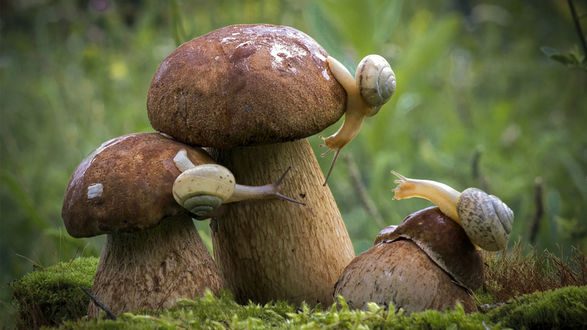 Что мы знаем о грибах?