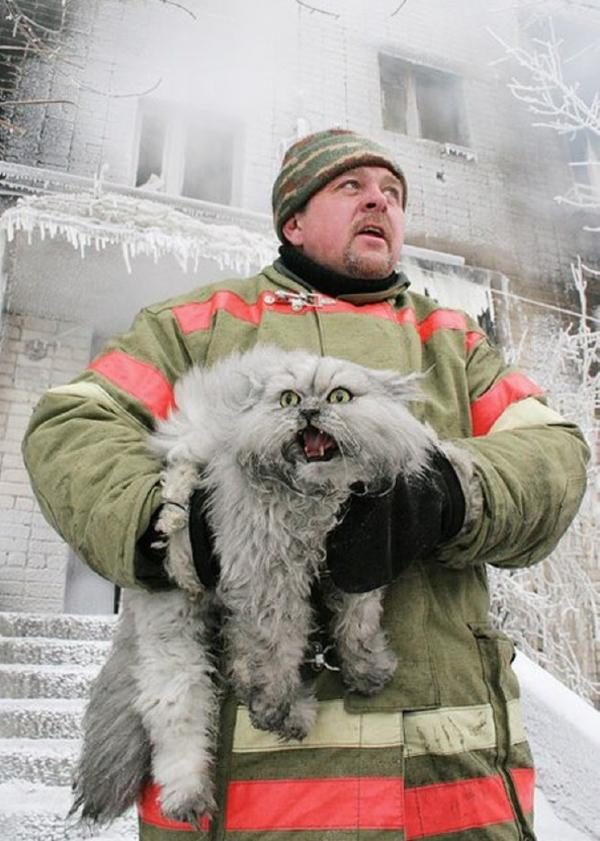 10 удивительных фотографий, на которых кошки безумно похожи на людей