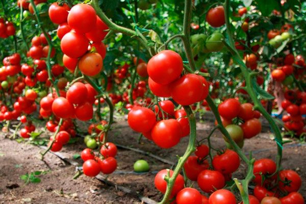 5 способов вырастить высокорослые томаты