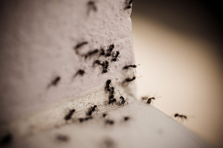3 способа, как избавиться от муравьев в доме