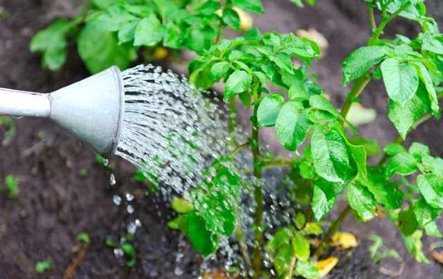 Правильный полив огородных растений