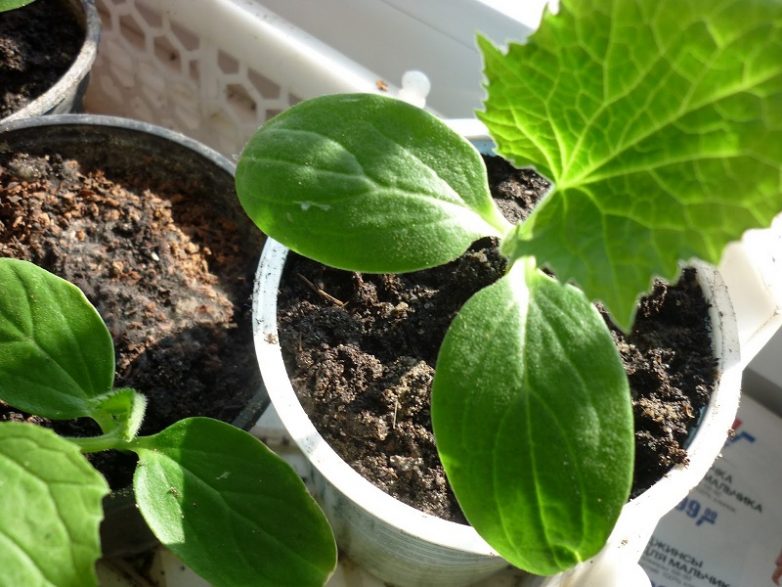 20 идей использования перекиси водорода для быта, здоровья и даже огорода!