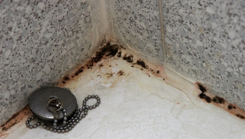 Как убрать чёрную плесень в ванной?